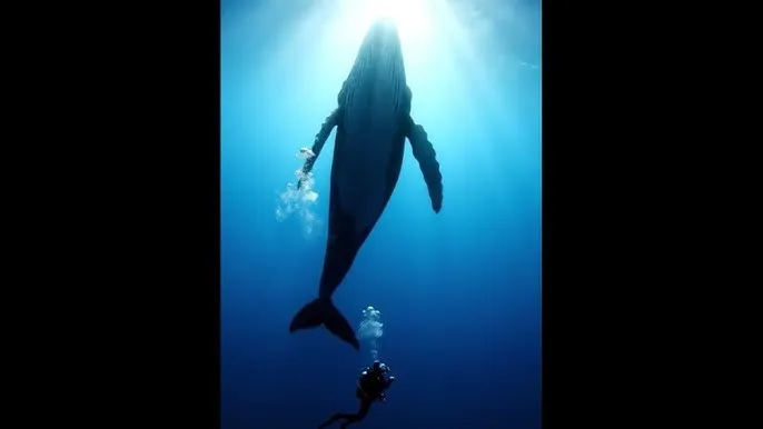 引诱电影 - 深蓝星球：探索海洋深处的未知世界